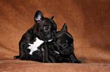 BOULEDOGUE FRANCAIS 790